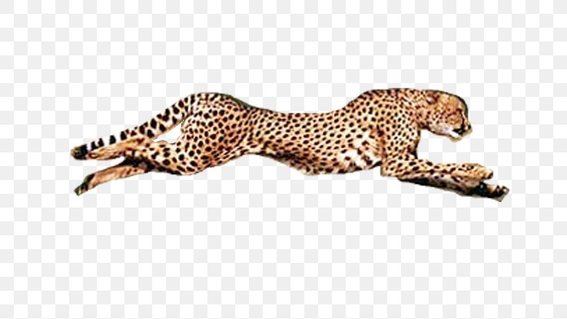 Cheetah Conservation Fund Leopard Jaguar Fauna, PNG, 802x461px, Cheetah, Animal, Animal Figure, Big Cats, Carnivoran Download Free