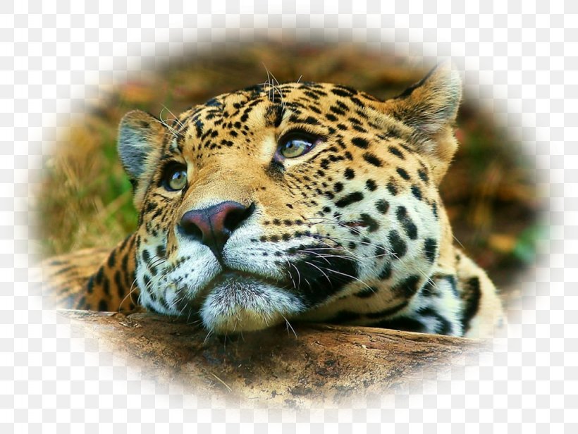 Cheetah Desktop Wallpaper IPhone 4S Leopard Jaguar, PNG, 1024x770px, Cheetah,  Big Cat, Big Cats, Carnivoran, Cat