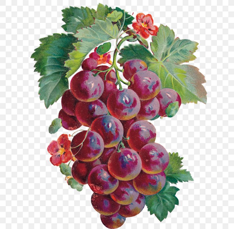 Grape Zante Currant Boysenberry Food Loganberry, PNG, 635x800px, Grape, Berry, Boysenberry, Currant, Food Download Free