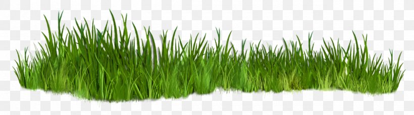 Shrub Grasses Clip Art, PNG, 1280x357px, Shrub, Chrysopogon Zizanioides, Commodity, Grass, Grass Family Download Free