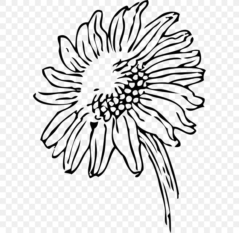 Common Sunflower Free Content Clip Art, PNG, 800x800px, Common Sunflower, Artwork, Black, Black And White, Chrysanths Download Free