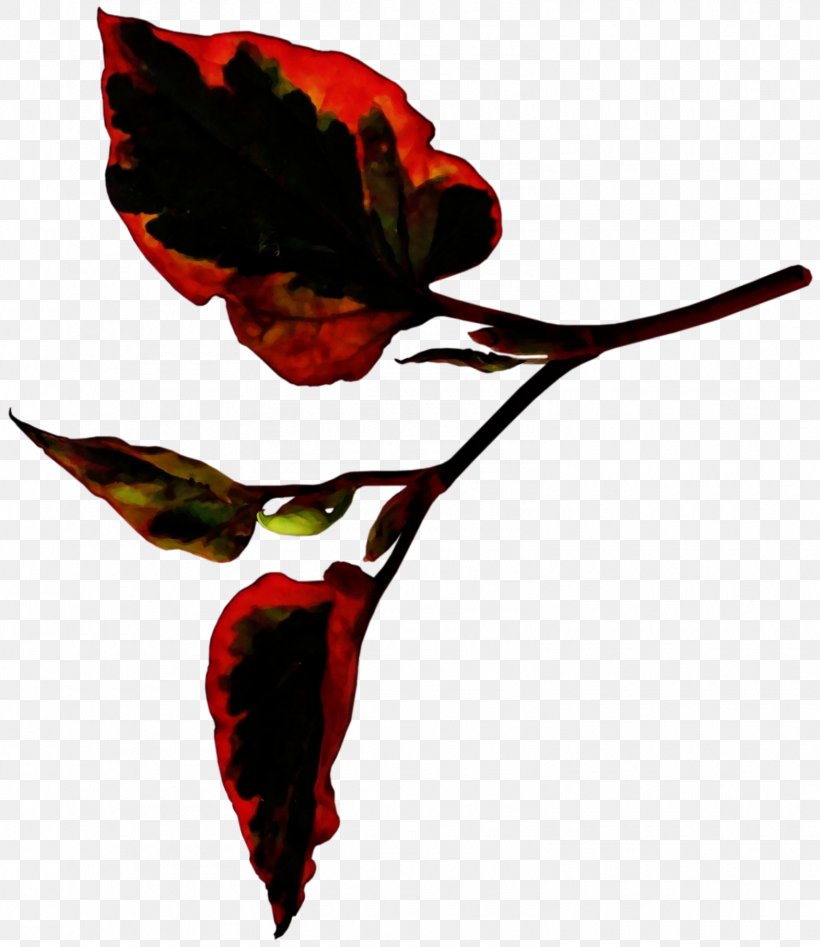 Rose Leaf, PNG, 1570x1815px, Petal, Anthurium, Chili Pepper, Flower, Hummingbird Download Free