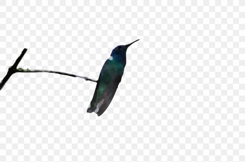 Bird, PNG, 1920x1270px, Bird, Beak, Coraciiformes, Hummingbird, Jacamar Download Free