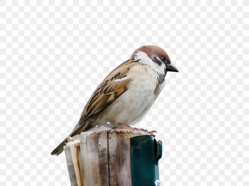 Bird Sparrow Beak House Sparrow Songbird, PNG, 2308x1732px, Watercolor, Beak, Bird, Finch, House Sparrow Download Free