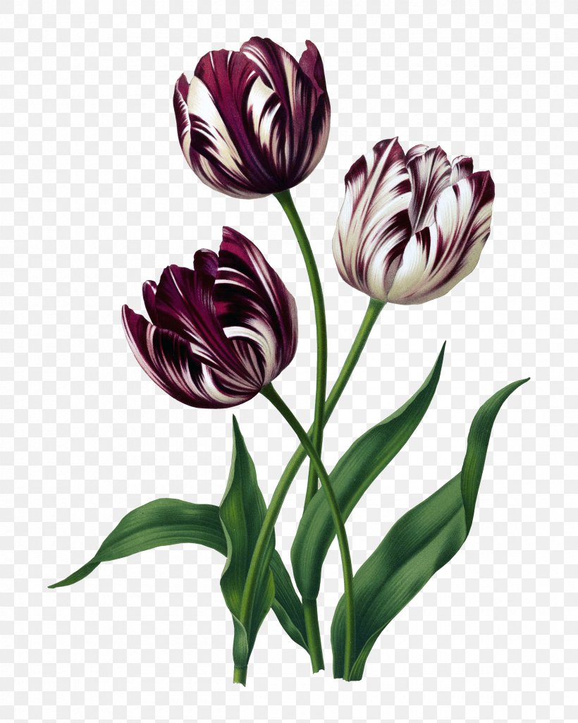 Tulip Drawing Flower Artist Painting, PNG, 2400x3000px, Tulip, Art, Artist, Botany, Bulb Download Free