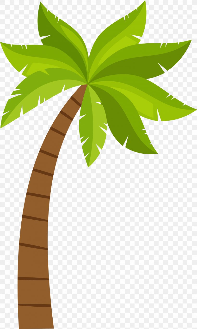 Coconut Arecaceae, PNG, 3001x5000px, Coconut, Arecaceae, Arecales, Drawing, Flowering Plant Download Free