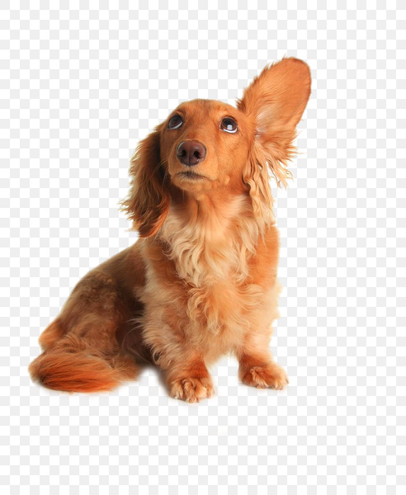 Dachshund Pet Sitting Dog Grooming Listening, PNG, 742x1000px, Dachshund, Caramel Color, Carnivoran, Coat, Companion Dog Download Free