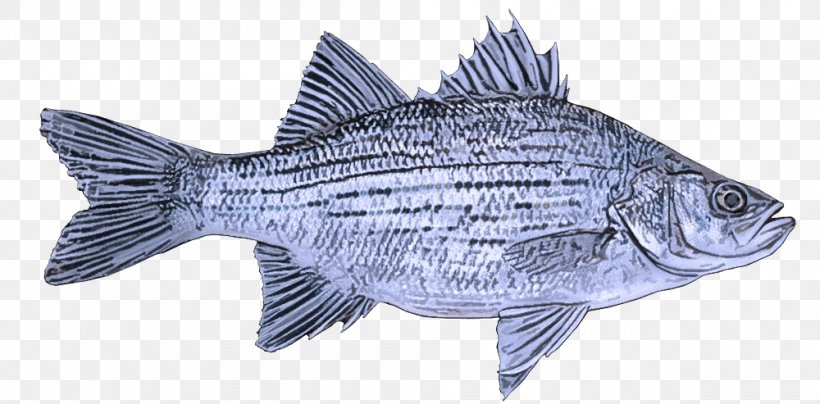 Fish Fish Fish Products Tilapia Tilapia, PNG, 1000x493px, Fish, Bass, Bonyfish, Fish Products, Rayfinned Fish Download Free