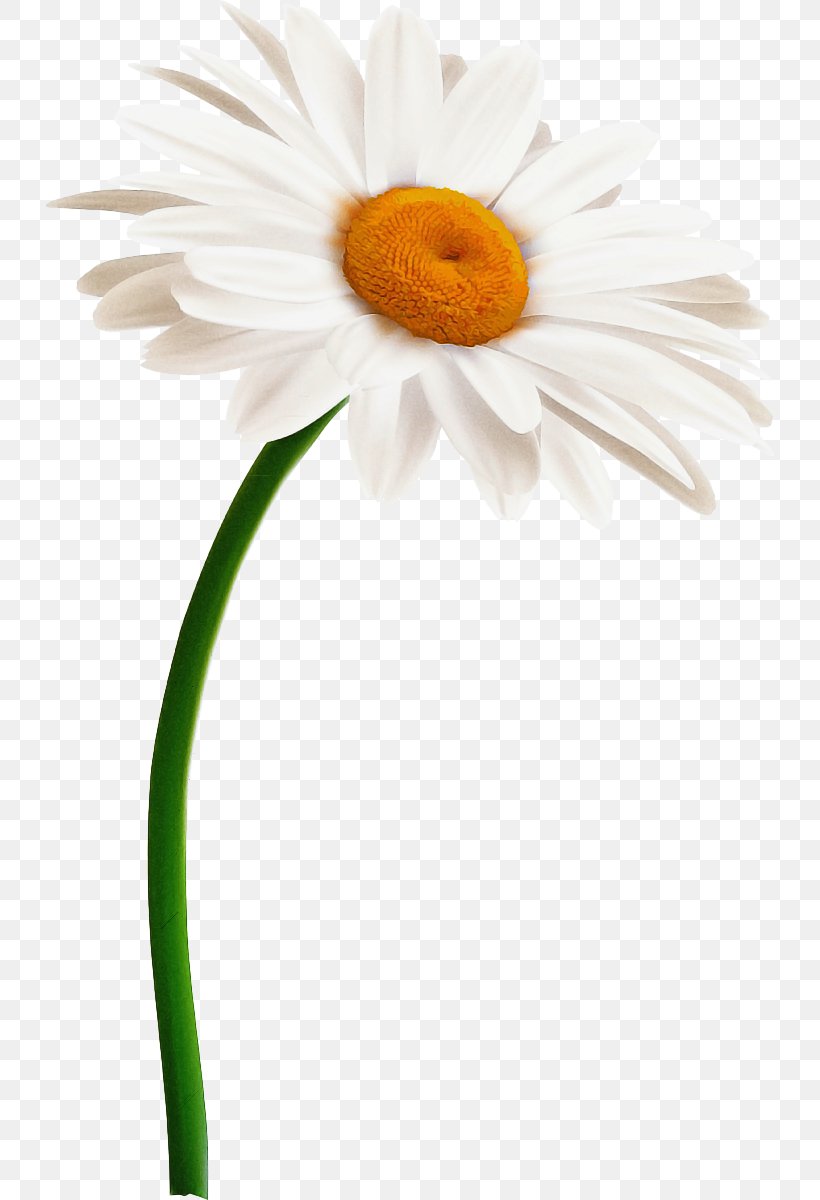 Flowers Cartoon, PNG, 728x1200px, Oxeye Daisy, Asterales, Barberton Daisy,  Camomile, Chamaemelum Nobile Download Free