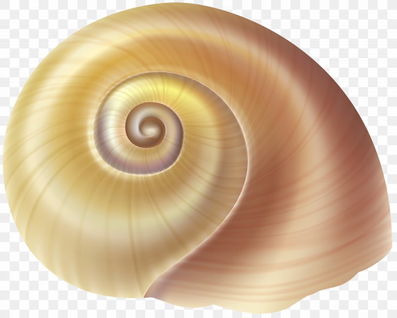 Gastropods Seashell Gastropod Shell Clip Art, PNG, 6000x4811px, Gastropods, Conch, Conchology, Gastropod Shell, Invertebrate Download Free