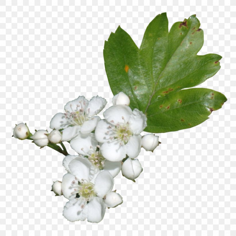 Subshrub, PNG, 894x894px, Subshrub, Blossom, Branch, Flower, Flowering Plant Download Free
