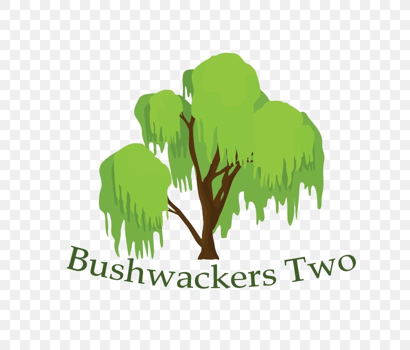 Tree Bushwackers Two Conifer Cone, PNG, 700x700px, Tree, Branch, Brand, Conifer Cone, Conifers Download Free