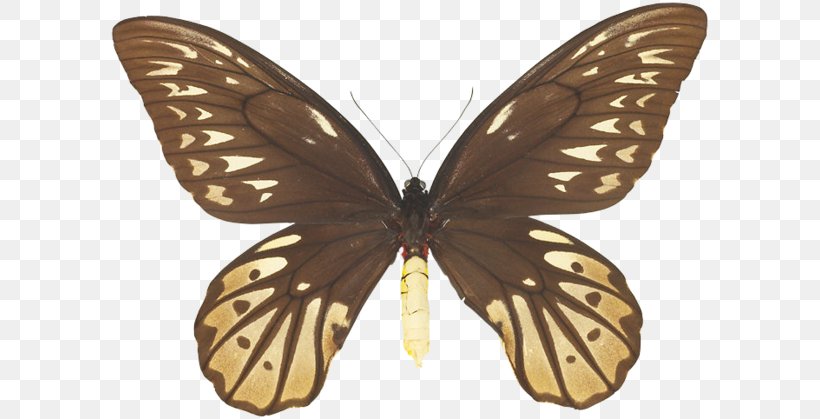 Butterfly Queen Alexandra's Birdwing Ornithoptera Euphorion Ornithoptera Richmondia, PNG, 600x419px, Butterfly, Alexandra Of Denmark, Animal, Arthropod, Atlas Moth Download Free