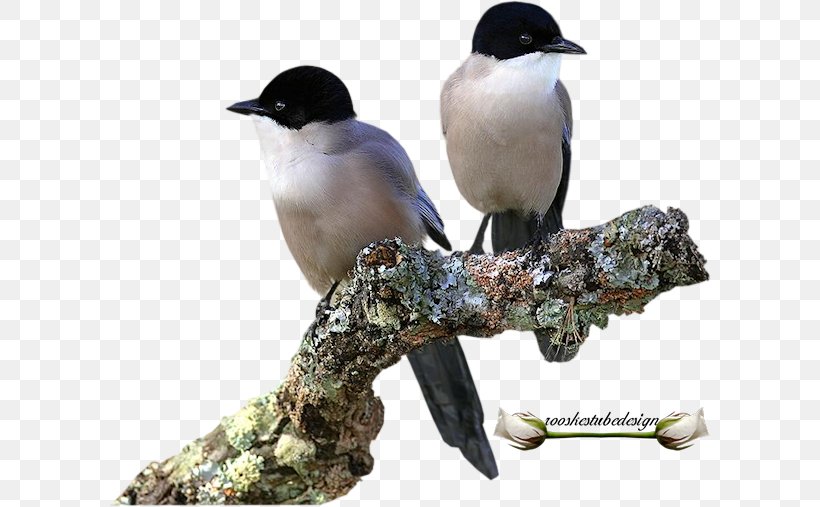 Beak Passerine Bird, PNG, 602x507px, Beak, Bird, Fauna, Passerine, Perching Bird Download Free