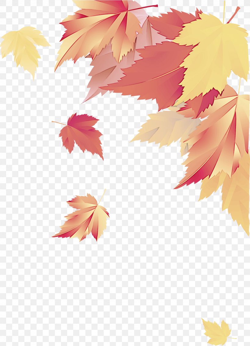 Maple Leaf, PNG, 1447x2001px, Leaf, Black Maple, Deciduous, Maple, Maple Leaf Download Free