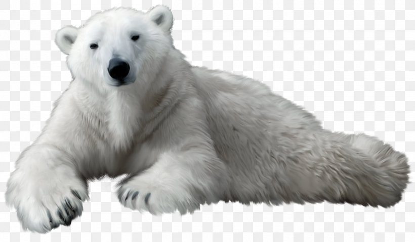 Polar Bear American Black Bear Giant Panda Clip Art, PNG, 1500x877px, Polar Bear, American Black Bear, Baby Polar Bear, Bear, Bears Download Free