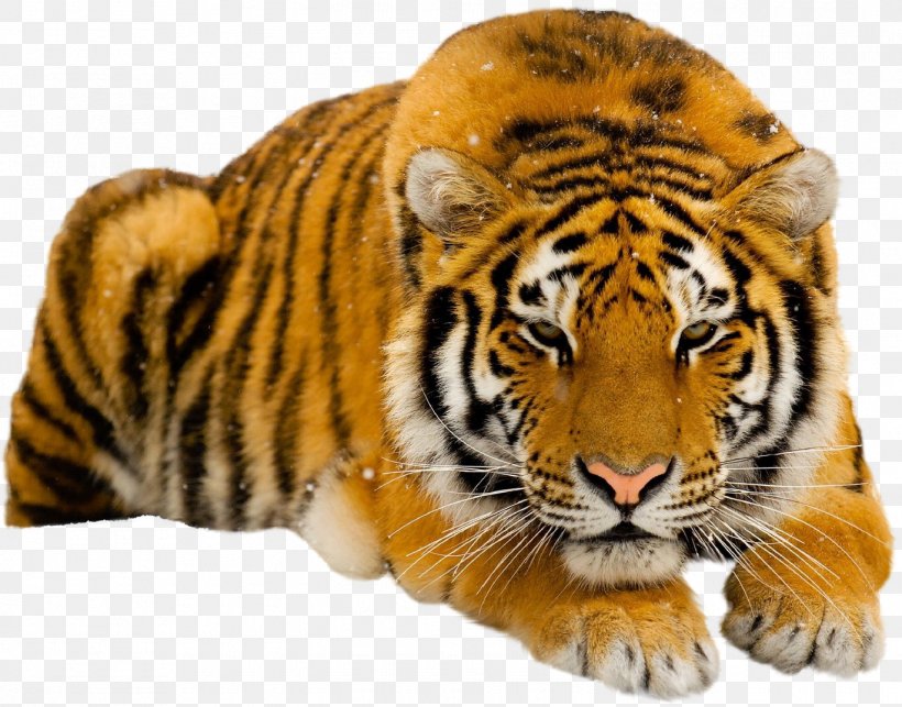 Siberian Tiger South China Tiger Lion Wallpaper, PNG, 1370x1075px, Siberian Tiger, Animal, Big Cats, Carnivoran, Cat Like Mammal Download Free