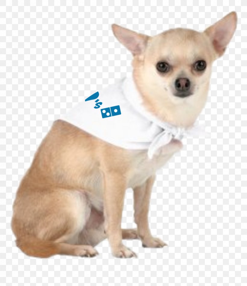 Chihuahua Puppy Kerchief Dog Breed Promotion, PNG, 863x1000px, Chihuahua, Carnivoran, Clothing, Companion Dog, Dog Download Free