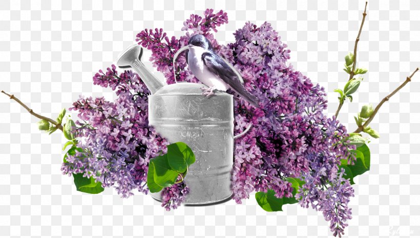 Common Lilac Vase Flower Purple, PNG, 1200x680px, Lilac, Breckland Thyme, Buddleia, Color, Common Lilac Download Free