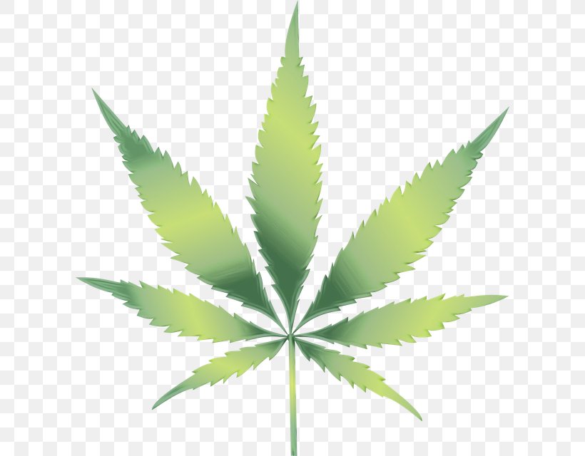 Cannabis Sativa Medical Cannabis Kush Hashish, PNG, 608x640px, Cannabis, Botany, Cannabis Sativa, Flower, Flowering Plant Download Free