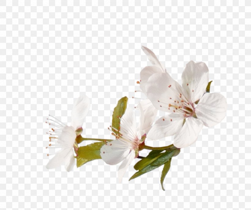 Cherry Blossom Tree, PNG, 1280x1072px, Cherry Blossom, Apple, Blossom, Branch, Cerasus Download Free