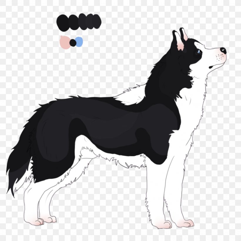 Dog Breed Border Collie Rough Collie, PNG, 894x894px, Dog Breed, Border Collie, Breed, Carnivoran, Collie Download Free