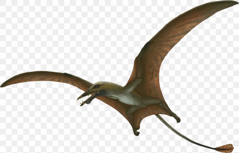 Eudimorphodon Campylognathoides Dinosaur Eurazhdarcho Triassic, PNG, 2000x1278px, Eudimorphodon, Animal, Azhdarchidae, Beak, Bird Download Free
