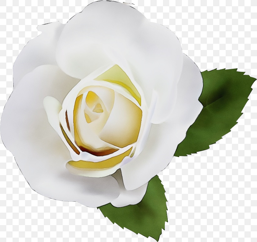 Garden Roses, PNG, 820x774px, One Flower, Cut Flowers, Floribunda, Flower, Garden Roses Download Free