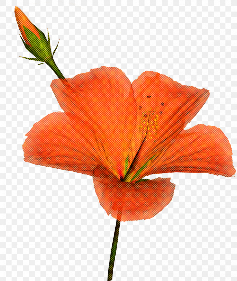 Orange, PNG, 1346x1600px, Flower, Hibiscus, Lily, Lily Family, Orange Download Free