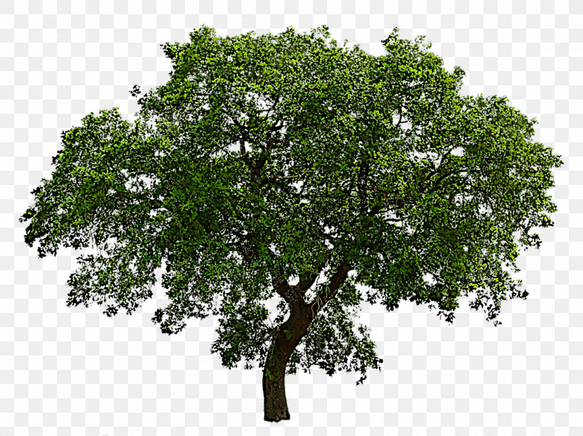 Plane, PNG, 1100x823px, Tree, Branch, California Live Oak, Californian White Oak, Flower Download Free