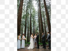 Modern Lines - Wedding Dress Photograph Bride Plantation PNG