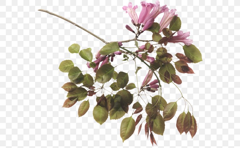 Blog Flower Internet, PNG, 565x506px, Blog, Avatar, Branch, Flower, Flowering Plant Download Free