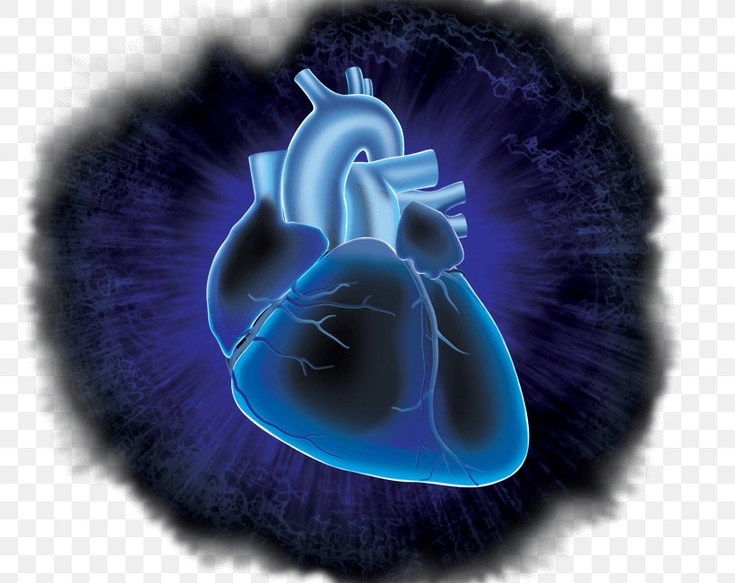Circulatory System Cardiovascular Research Heart Desktop Wallpaper Cardiovascular Disease, PNG, 800x651px, Circulatory System, Adinstruments, Biology, Blue, Cardiology Download Free