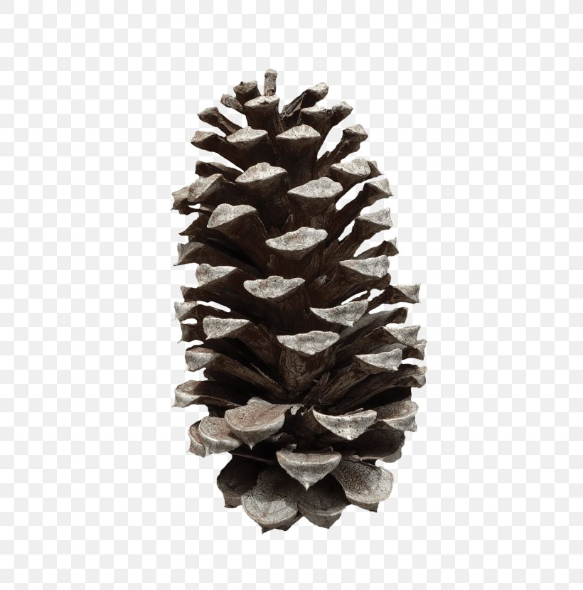 Conifer Cone Fir Image Loblolly Pine, PNG, 480x830px, Conifer Cone, Cone, Conifer, Conifers, Fir Download Free