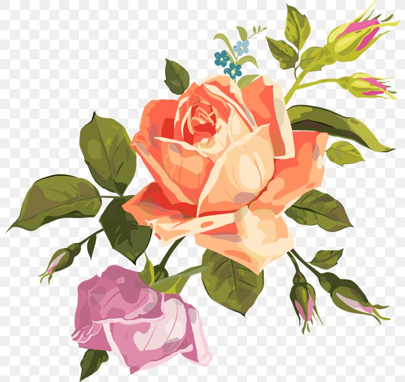 Garden Roses Cabbage Rose Flower Clip Art, PNG, 800x773px, Garden Roses, Cabbage Rose, Cut Flowers, Drawing, Floral Design Download Free