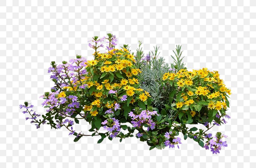 Shrub Flower Garden Plants, PNG, 800x538px, Shrub, Alyssum, Annual Plant, Aster, Bougainvillea Download Free