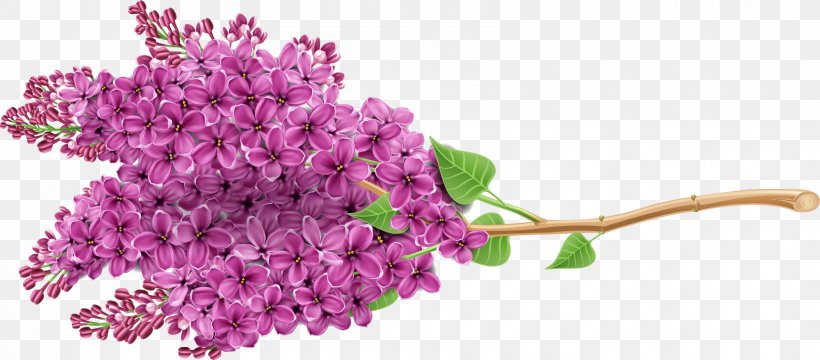 Lilac Purple Flower Newt, PNG, 1698x747px, Lilac, Blog, Branch, Color, Cut Flowers Download Free