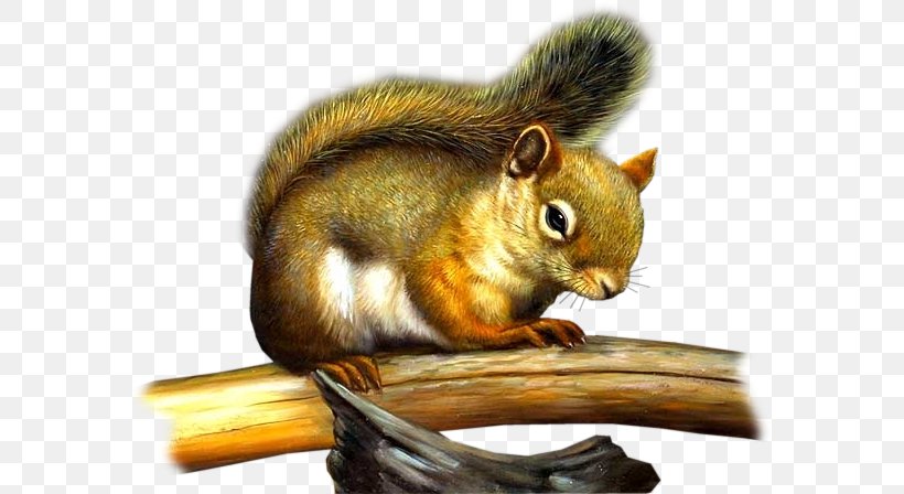 Tree Squirrel Chipmunk Rodent, PNG, 585x448px, Squirrel, Animal, Animation, Blog, Chipmunk Download Free