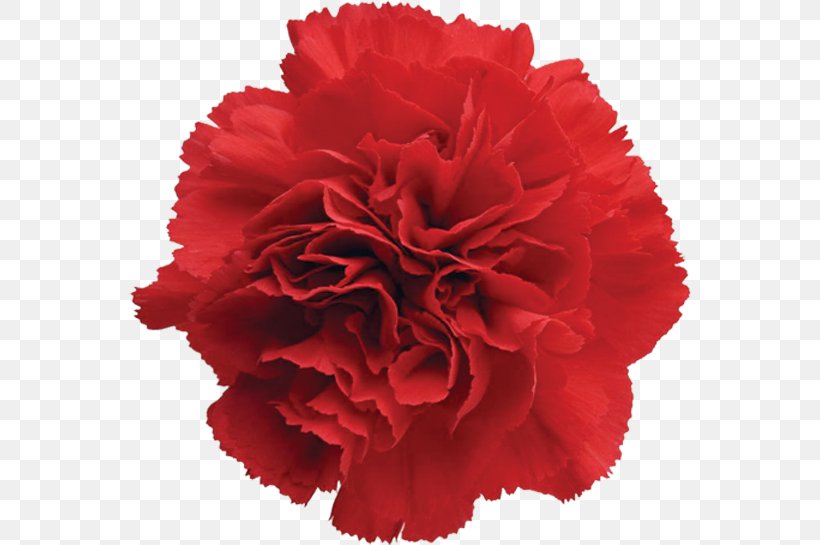 Carnation Cut Flowers Garden Roses Red, PNG, 564x545px, Carnation, China Pink, Cut Flowers, Dianthus, Flower Download Free