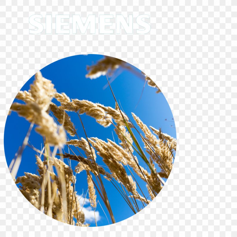 Emmer Grain Sky Plc, PNG, 886x886px, Emmer, Cereal, Commodity, Food Grain, Grain Download Free