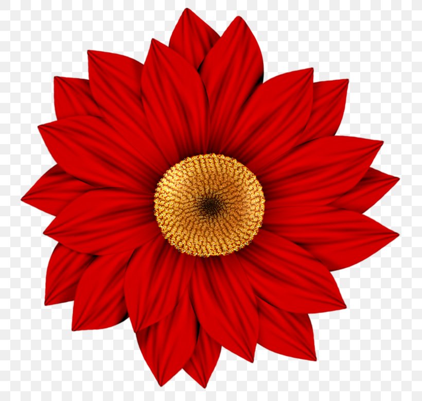 Flower Transvaal Daisy Drawing Clip Art, PNG, 800x779px, Flower, Art, Common Daisy, Common Sunflower, Cut Flowers Download Free