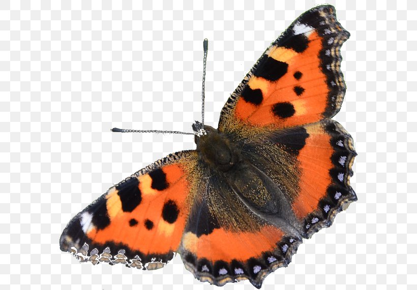 Monarch Butterfly Anneke Kooijman Moth Nymphalidae, PNG, 600x571px, Monarch Butterfly, Arthropod, Brush Footed Butterfly, Butterflies And Moths, Butterfly Download Free