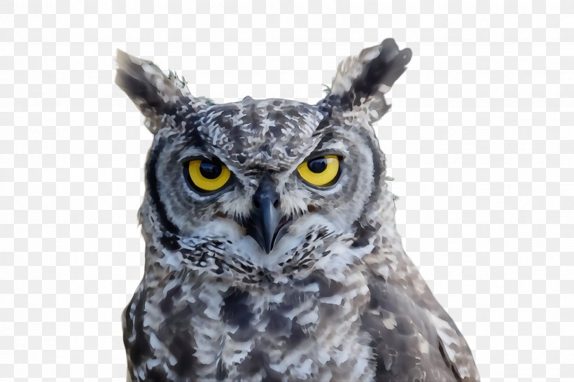 Owl Bird Western Screech Owl Bird Of Prey Eastern Screech Owl, PNG, 2448x1632px, Watercolor, Beak, Bird, Bird Of Prey, Eastern Screech Owl Download Free