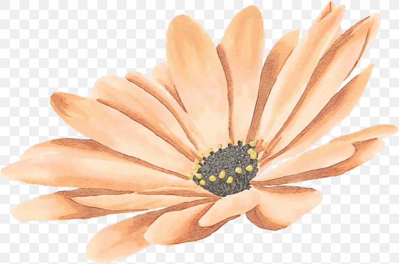 Petal Gerbera Flower Yellow African Daisy, PNG, 2205x1461px, Watercolor, African Daisy, Barberton Daisy, Finger, Flower Download Free