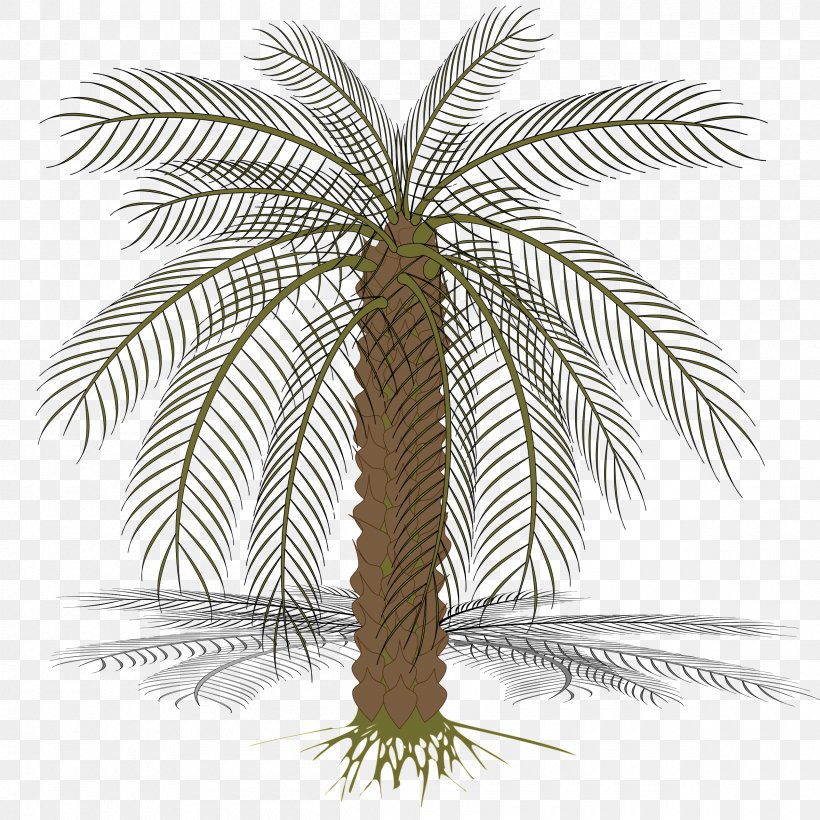 Babassu Arecaceae, PNG, 2400x2400px, Babassu, Arecaceae, Arecales, Asian Palmyra Palm, Attalea Speciosa Download Free