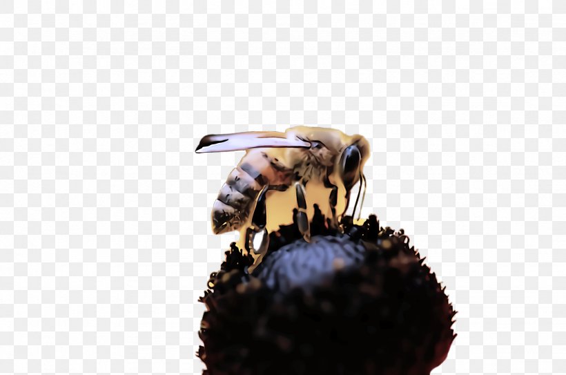 Bumblebee, PNG, 2456x1628px, Insect, Bee, Bumblebee, Eumenidae, Honeybee Download Free