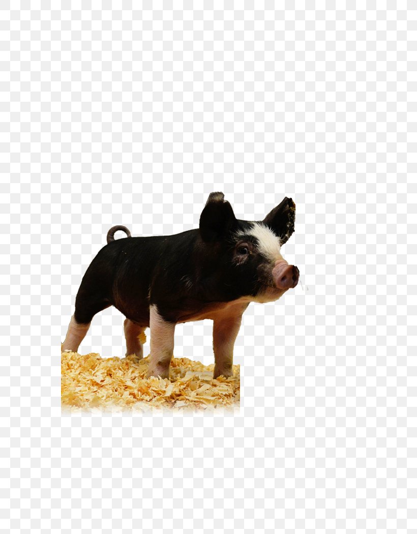 Pig Dog Breed Snout, PNG, 579x1050px, Pig, Breed, Dog, Dog Breed, Livestock Download Free