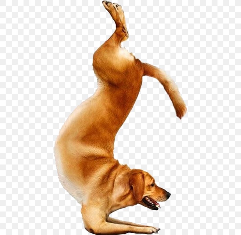 Yoga Dogs Doga Chihuahua Bull Terrier, PNG, 458x800px, Yoga Dogs, Breed, Bull Terrier, Carnivoran, Chihuahua Download Free
