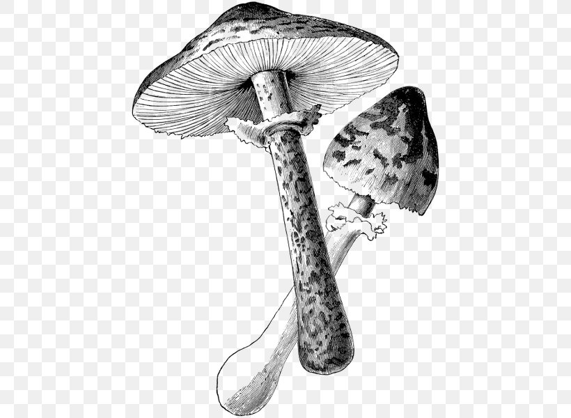 Botanical Illustration Black And White Drawing, PNG, 442x600px, Botanical Illustration, Agaricaceae, Agaricus, Amanita Muscaria, Art Download Free