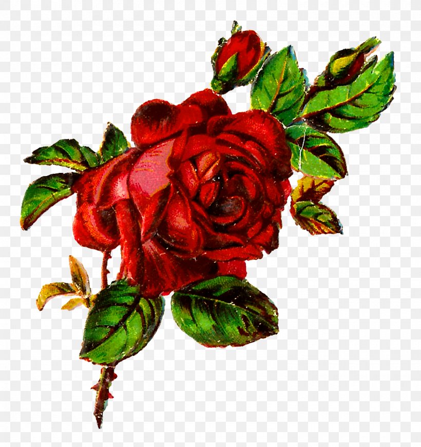 Garden Roses Centifolia Roses Flower Clip Art, PNG, 1500x1590px, Garden Roses, Botanical Illustration, Botany, Centifolia Roses, Cut Flowers Download Free